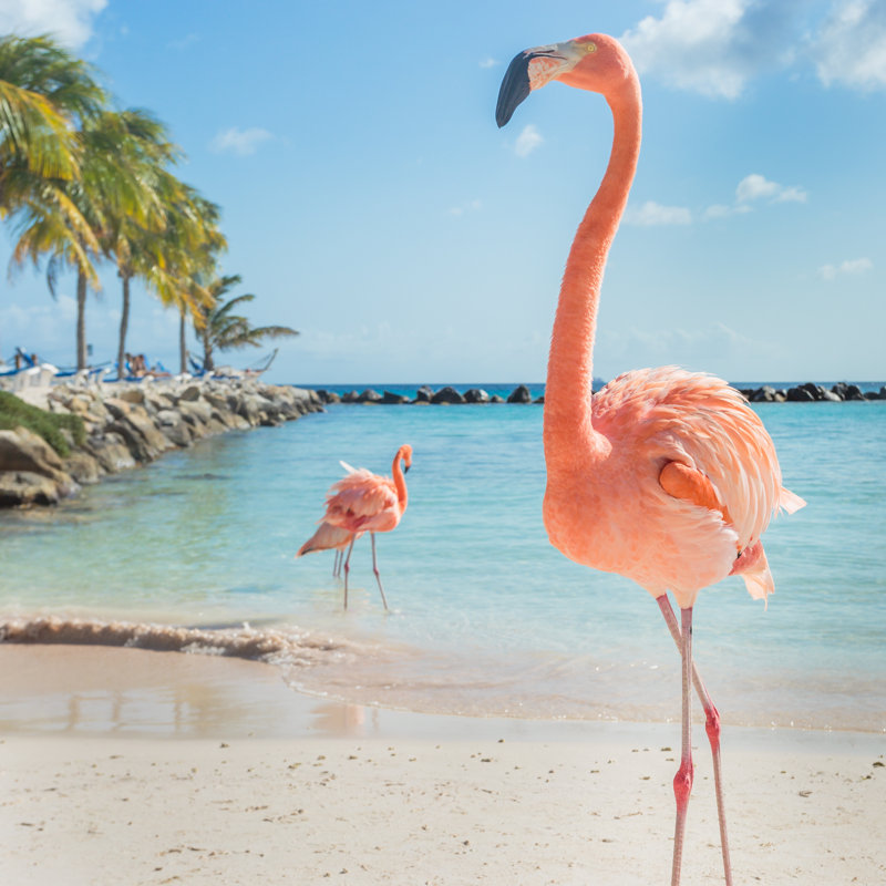 Three Flamingos - Wrapped Canvas Print, 122cm H x 122cm W x 3.8cm D