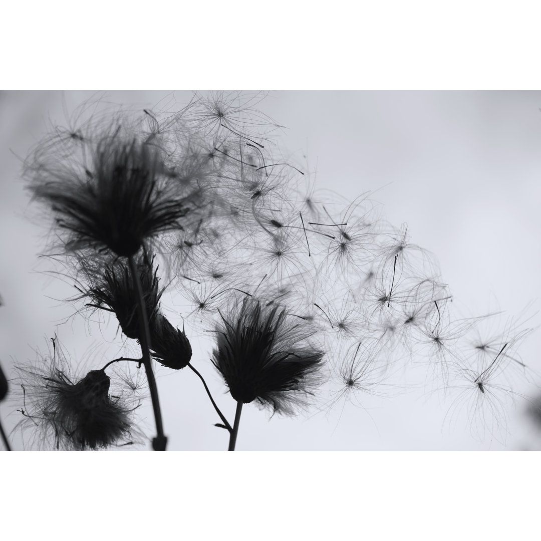 Silhouette von Wildblumen - Leinwanddrucke auf Wrapped Canvas