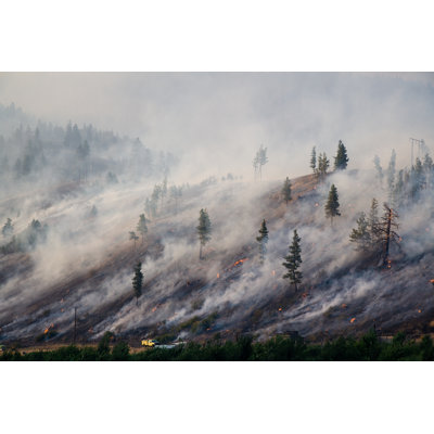 Montana Forest by Robh
