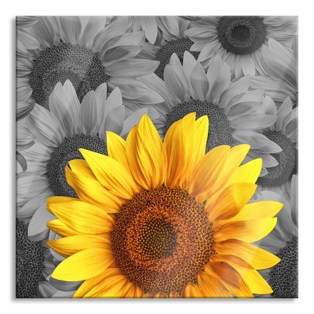 Glasbild schöne Sonnenblumen