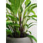 Faux calathea botanique au fini vert-1369256152