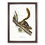 Red-Tailed Squirrel by J.W. Audubon - Picture Frame Painting Print-55778215-55778216