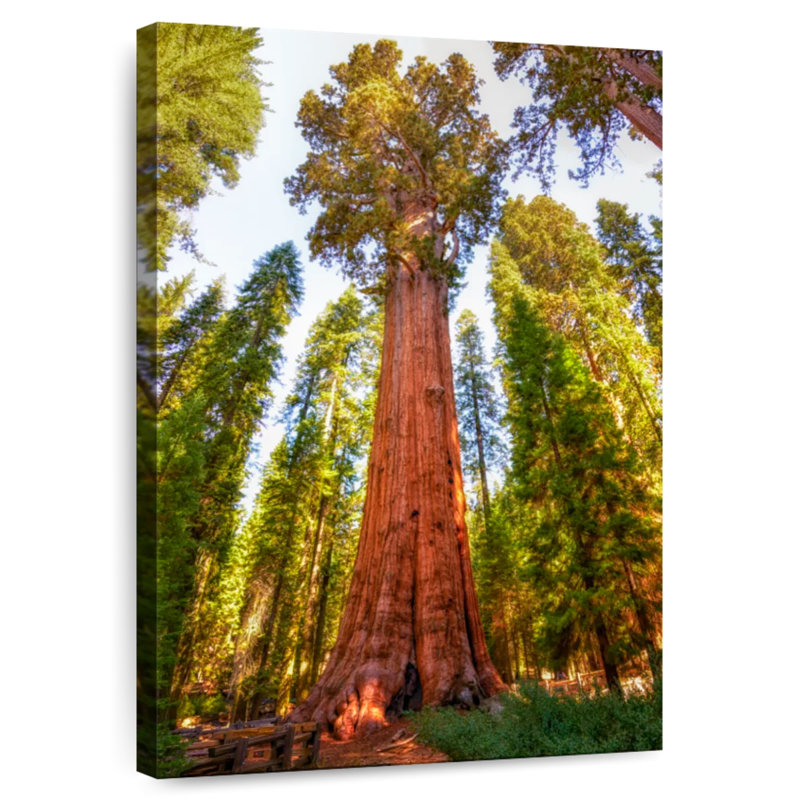 Harnek Redwood Tree Grove, 24" H x 16" W