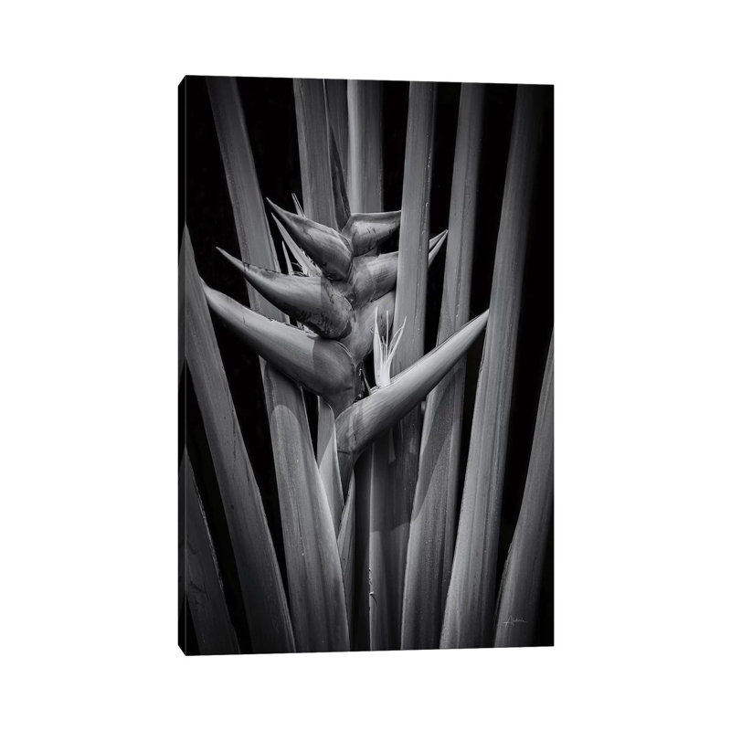 Tropical I by Aledanda - Wrapped Canvas Print, 20.32 cm H x 30.48 cm W