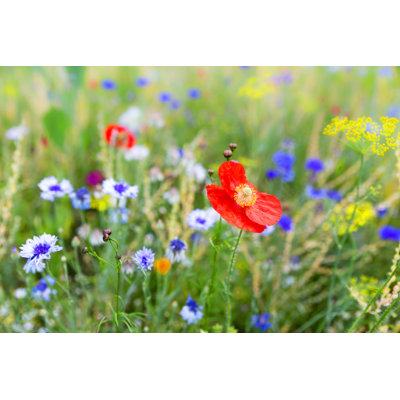 Field With Wildflowers by Miriam-doerr - Wrapped Canvas Print