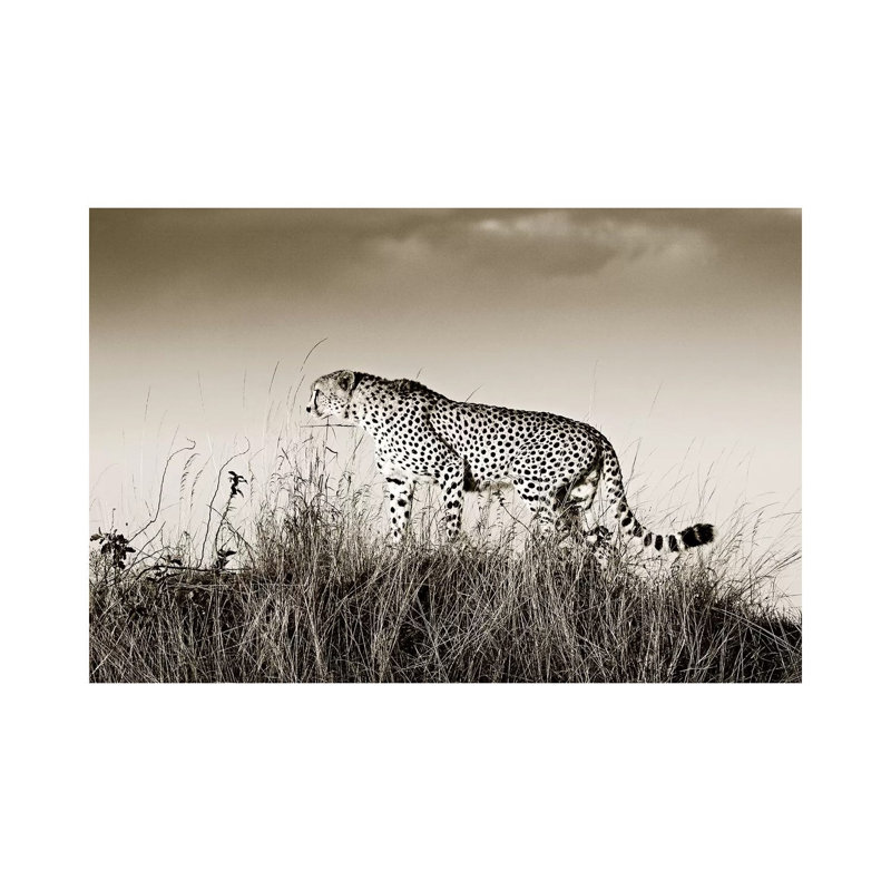 Crouching Cheetah by Klaus Tiedge - Print on Canvas, 66.04 cm H x 45.72 cm W x 1.91 cm D, Wrapped Canvas