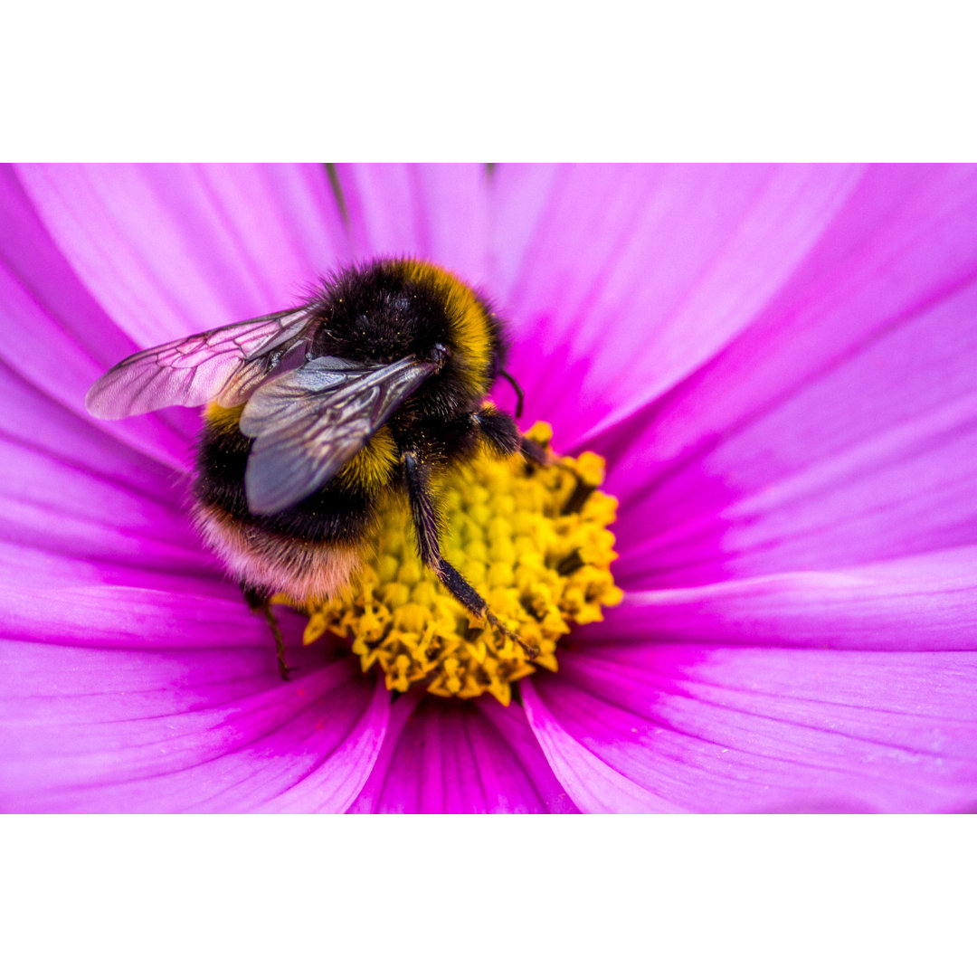 Hummel auf Blume - Kunstdrucke ohne Rahmen auf Leinwand