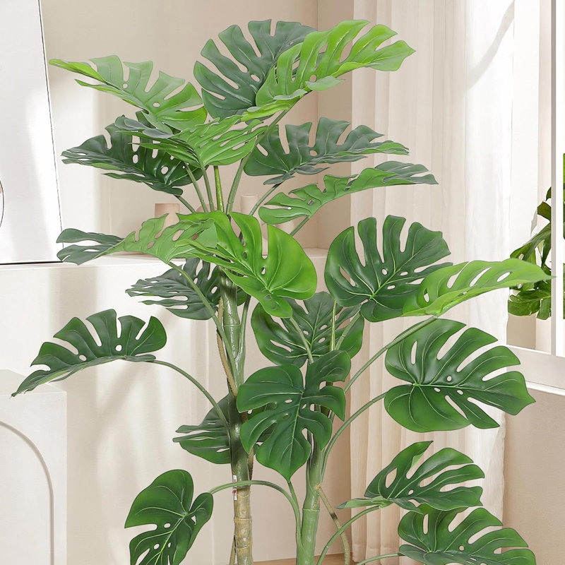 60cm Plant