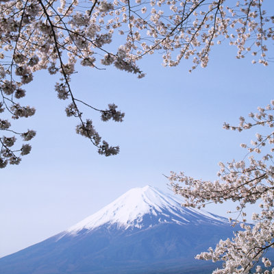 Cherry Blossoms - Print