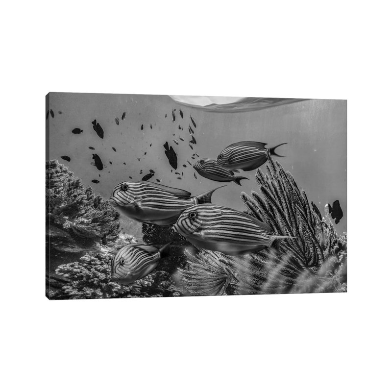 Angelfish Group And Soft Coral, Bohol Island, Philippines by Tim Fitzharris - Gallery-Wrapped Canvas Giclée on Canvas