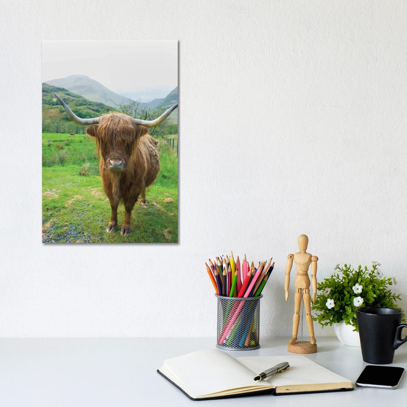 Scottish Highland Cattle VI by Alan Majchrowicz - Wrapped Canvas Print, 20.32 cm H x 30.48 cm W