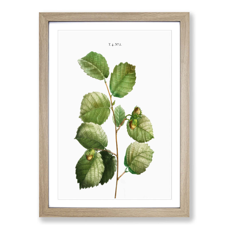 Hazelnut Tree Branch by Pierre-Joseph Redoute - Picture Frame Painting Print, 48cm H x 36cm W x 2cm D, Oak Framed