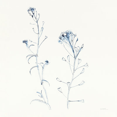 Shepherds Purse Stems II - bleu
