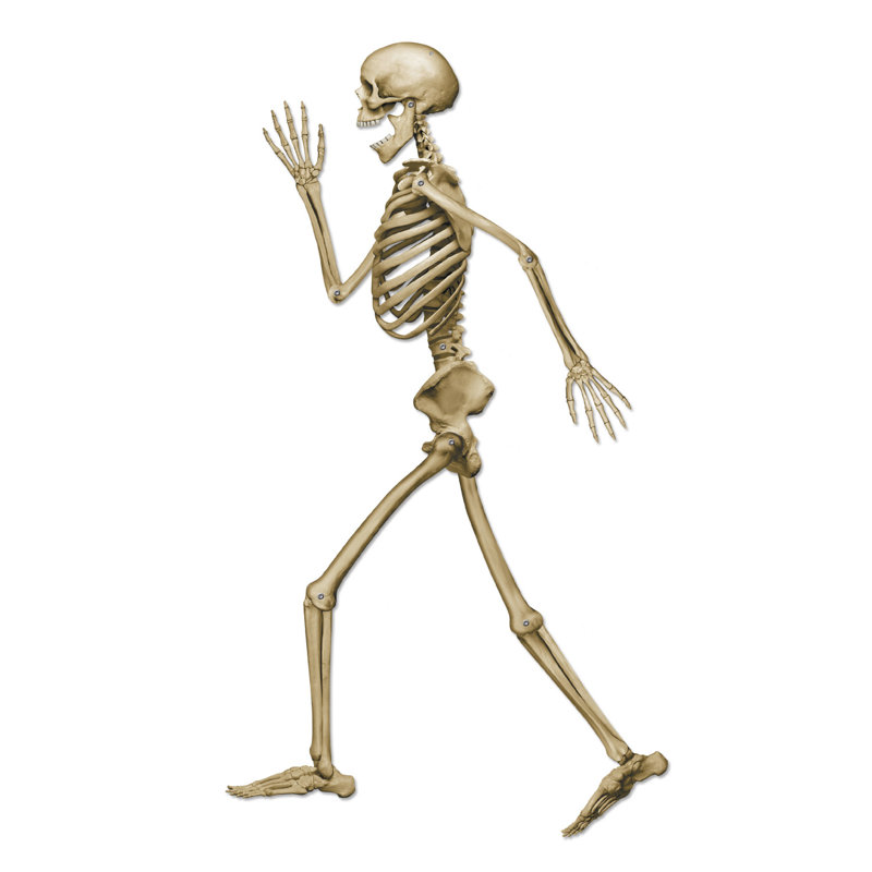 Squelette articulé profil Halloween Pete