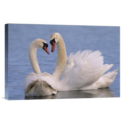 " Mute Swan Pair Courting "