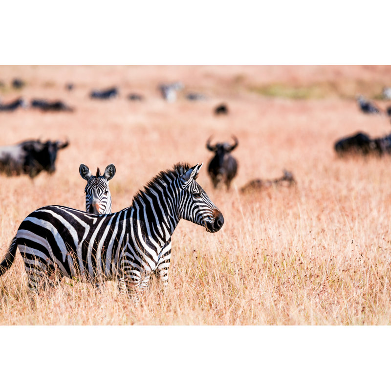 Zebras At Great Wildebeest by 1001slide - Wrapped Canvas Print, 81cm H x 122cm W x 3.8cm D