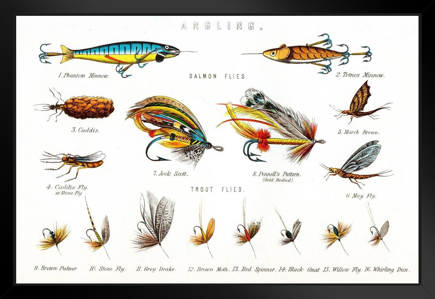 Trinx Angling Salmon And Trout Flies Illustration Black Wood Framed Art  Poster 20x14 Framed On Paper Print