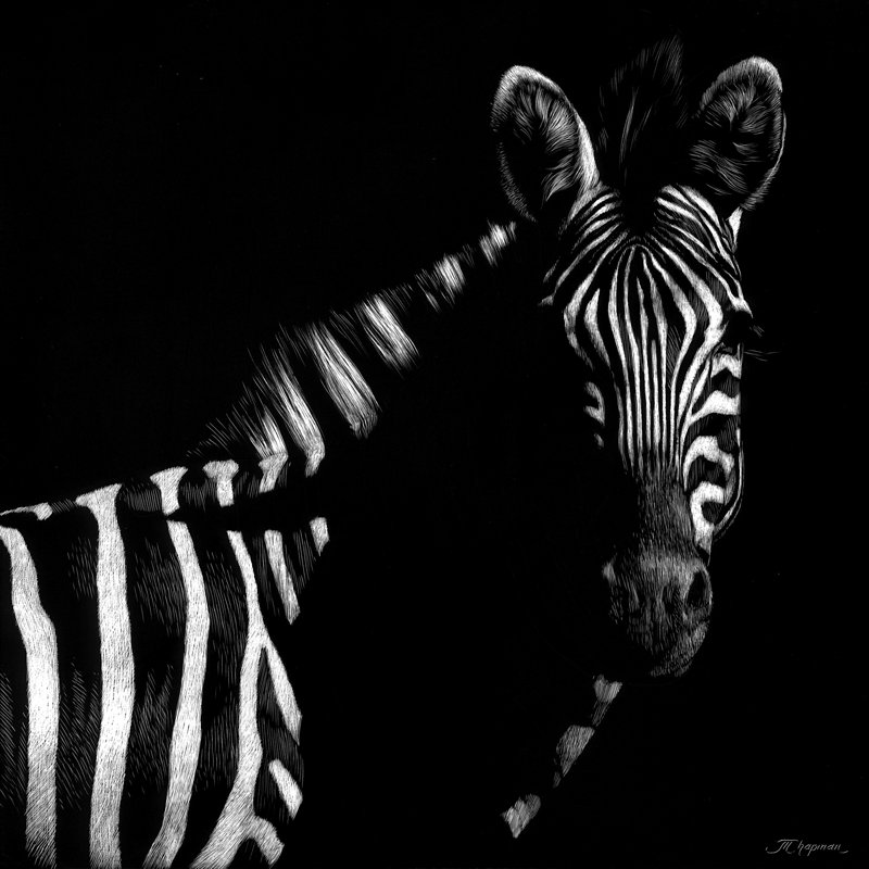 Wildlife Scratchboards IV by Julie Chapman - Wrapped Canvas Painting, 76cm H x 76cm W 