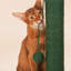  Grattoir pour chat Cactus - hauteur de 25,5 pouces