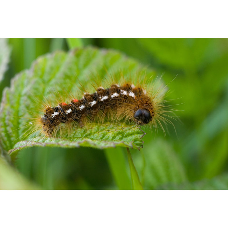 Caterpillar Munching by Ailanlee - Wrapped Canvas Print, 61cm H x 91cm W x 3.8cm D