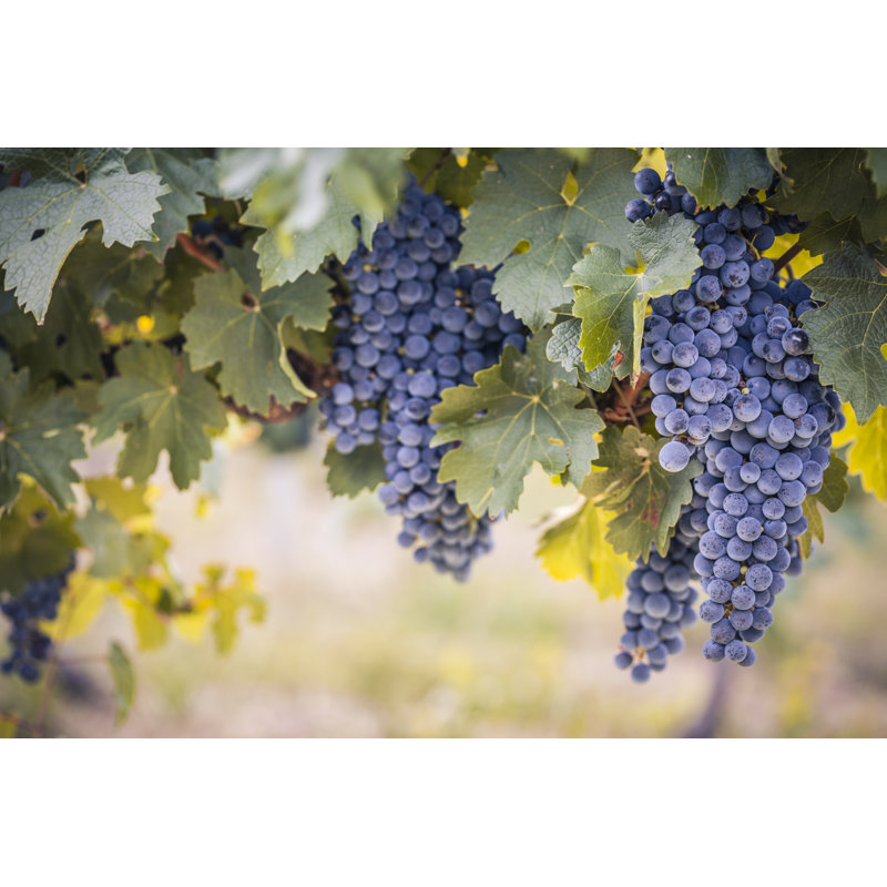 Red Wine Grapes On The Vine - Wrapped Canvas Print, 30cm H x 46cm W