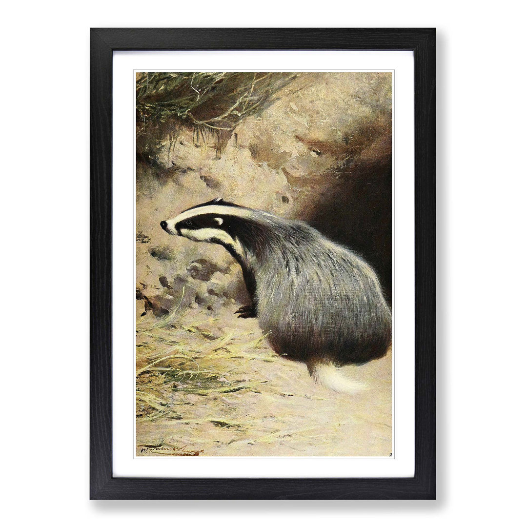Vintage Badger by Wilhelm Kuhnert - Framed Print