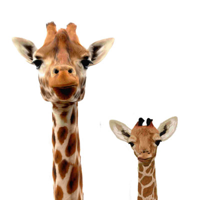 " Baby And Mom Giraffe "