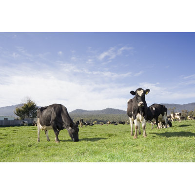 Cow Pastures par Tap10