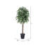 Arbre ficus de plancher dans un panier