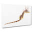 Illustration Of A Seahorse by F.E. Clarke - Wrapped Canvas Painting-55360354