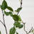 Faux Foliage Tree in Pot-219544555