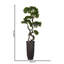 Panama Bonsai en pot