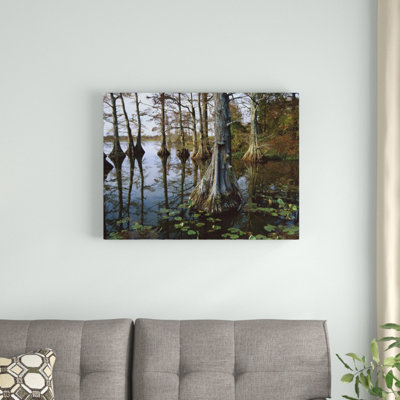 " Bald Cypress At Upper Blue Basin "