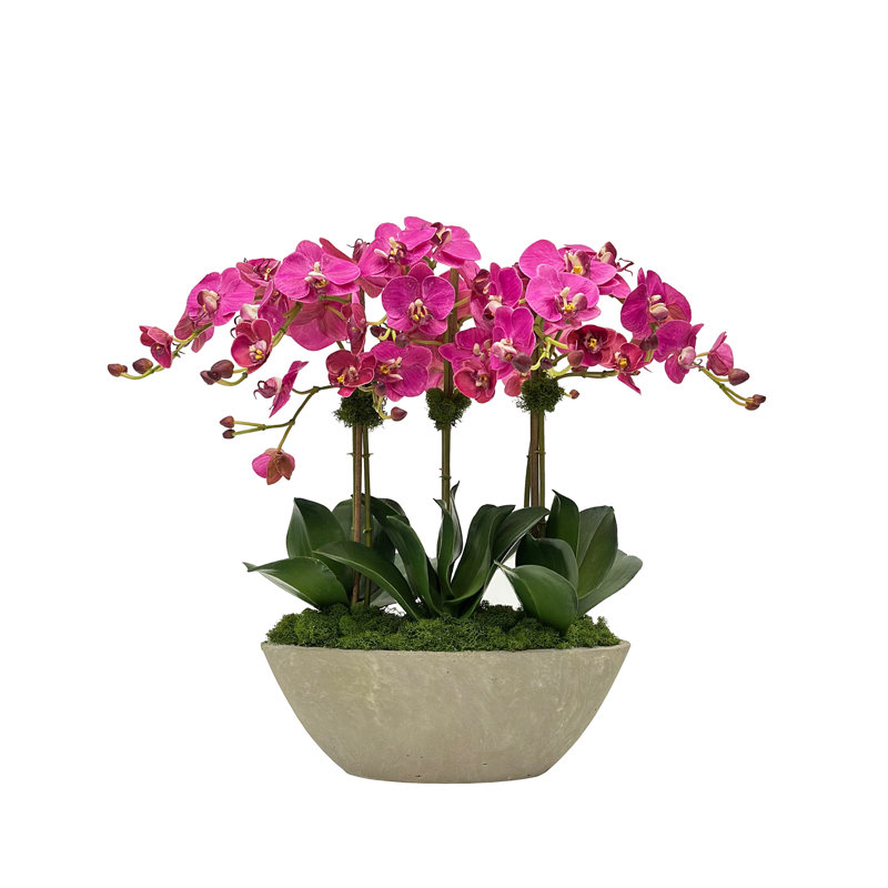 ORCHID IN SMALL OVAL PLANTER