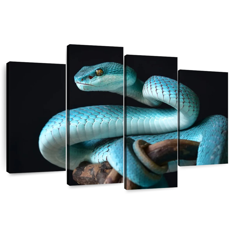 Brampt Blue Sunda Island Pitviper, 22" H x 36" W