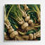 Légumes, art mural vert Arracacha-678842195