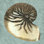 " Stonewashed Shells III " Graphic Art Print