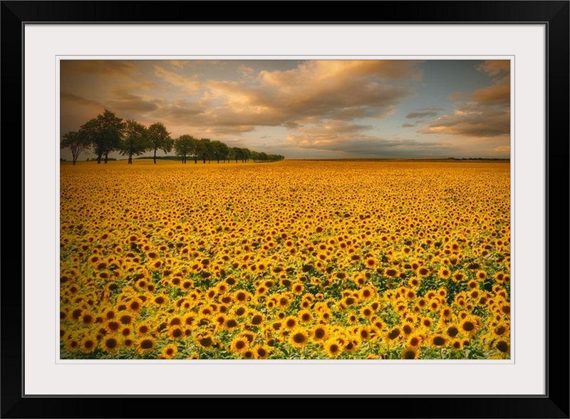 Straub " Sunflowers " by Piotr Krol, Black Frame, 20" H x 26" W x 1" D