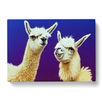 Thrilling Llamas - Wrapped Canvas