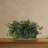 Ivy Ledge Plant Silk Plant