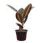 Live Burgundy Rubber Plant-49662164