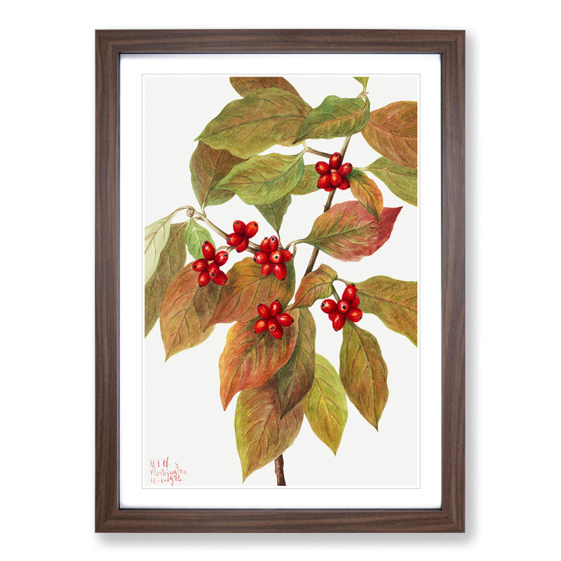 Flowering Dogwood by Mary Vaux Walcott - Framed Print, 36cm H x 27cm W x 2cm D, Walnut Framed
