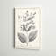 «Antique Black and White Botanical», reproduction d'art sur toile tendue-2090517763