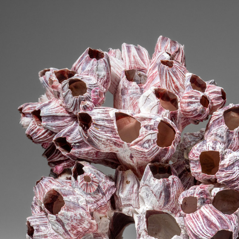 Véritable grappe mauve et gland de Barnacle (1 lb)