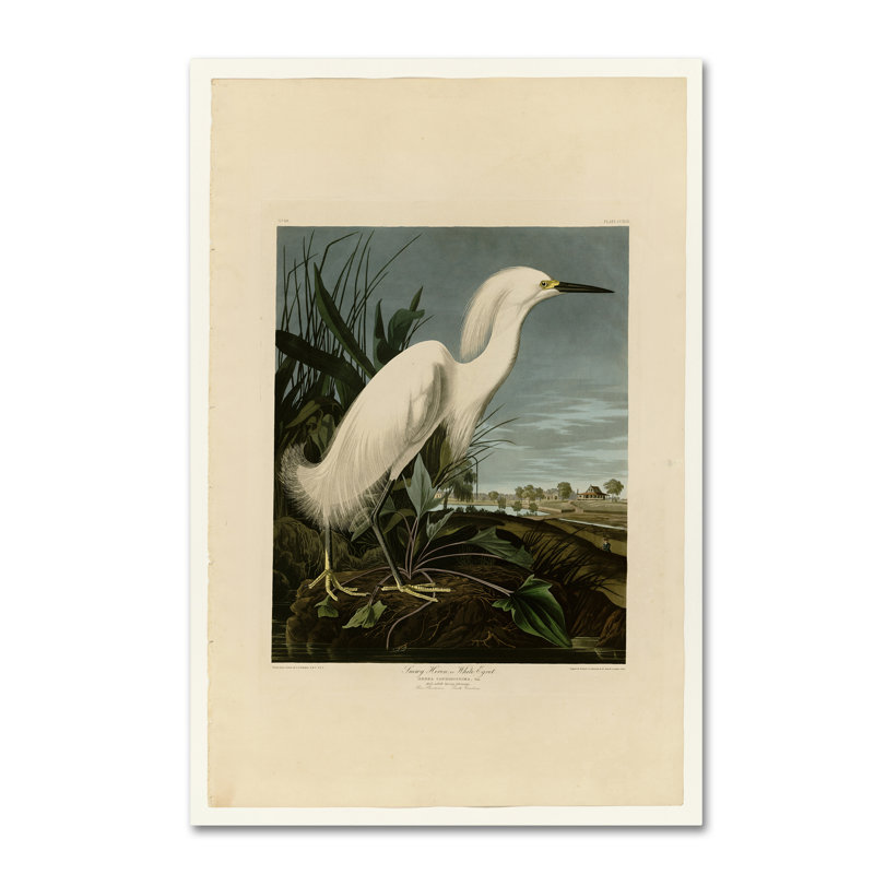 « snowy héron » par john james audubon, impression sur toile tendue, H 19 po x l 12 po