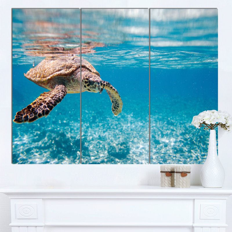 « large hawksbill sea turtle », ensemble de 3 reproductions de photos sur toiles tendues