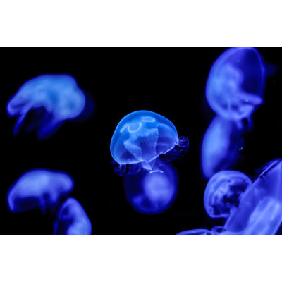 Elvah Blue Moon Jellyfish par Shaunrukinson