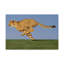 «Cheetah H chasse», art mural-587663371