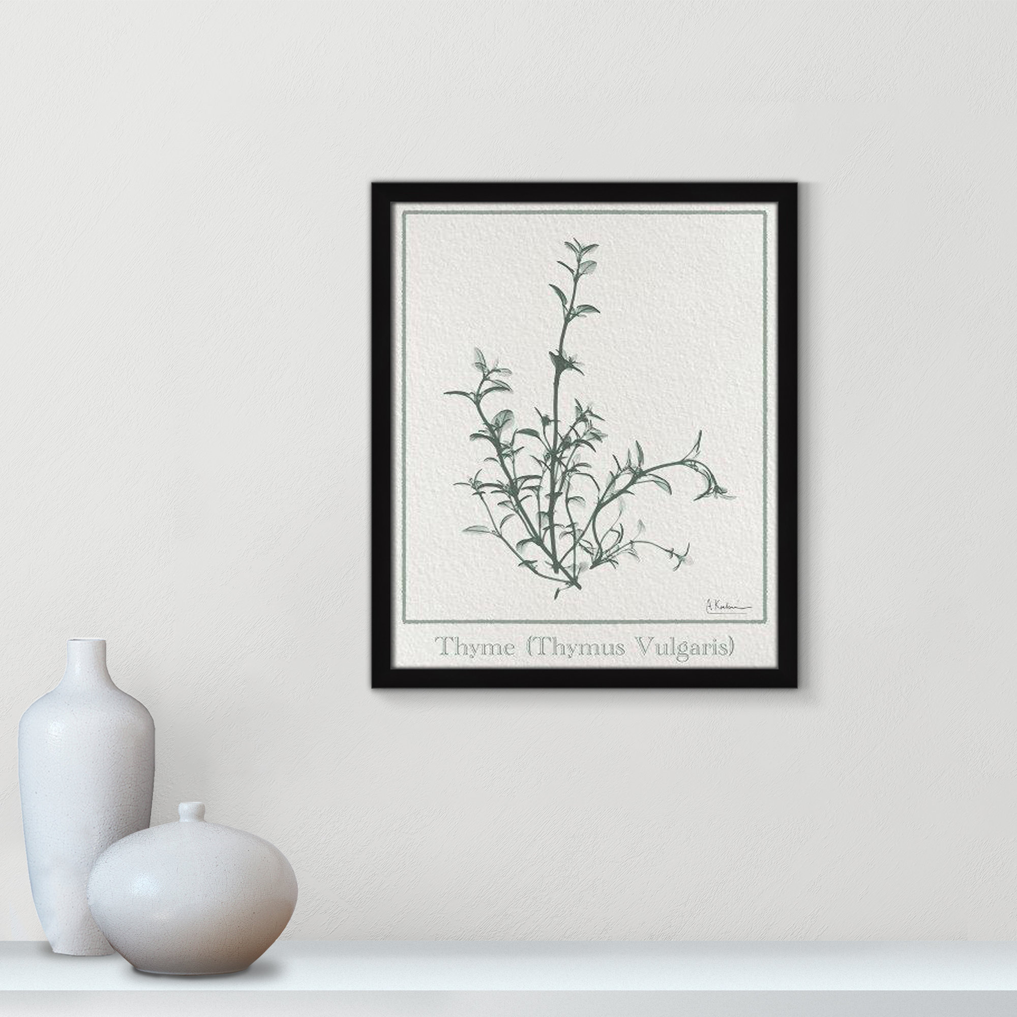 Thymus Vulgaris Framed On Paper by Albert Koetsier Print, 19" H x 16" W x 1.25" D, Satin Black Framed Paper