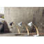 Laito Desk Table Lamp-1278845713